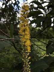 Small-flowered Abatia (Abatia parviflora)