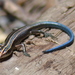 Azure-tailed Skink - Photo (c) Pierre-Louis Stenger, some rights reserved (CC BY-NC), uploaded by Pierre-Louis Stenger