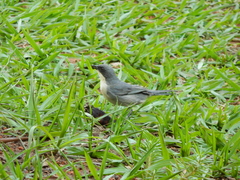 Microspingus cinereus