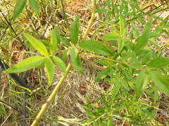Rosa banksiae normalis