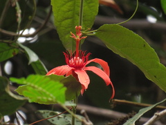 Passiflora quadriglandulosa