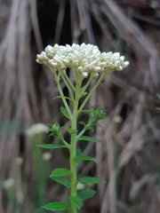 Cassinia denticulata