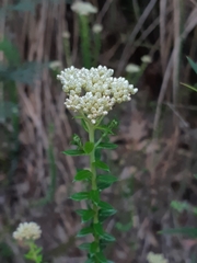 Cassinia denticulata