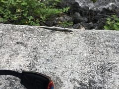 Cryptoblepharus poecilopleurus