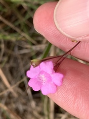 Agalinis decemloba