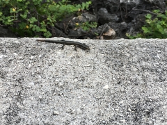 Cryptoblepharus poecilopleurus