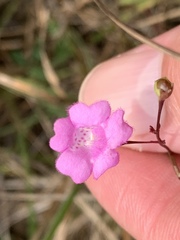 Agalinis decemloba