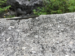 Cryptoblepharus poecilopleurus