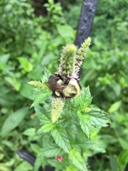 Bombus impatiens