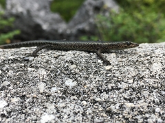 Cryptoblepharus poecilopleurus