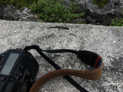 Cryptoblepharus poecilopleurus