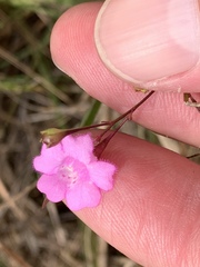 Agalinis decemloba