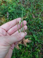Cyperus sesquiflorus