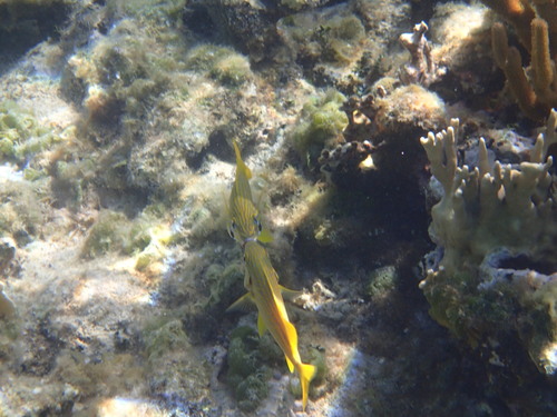 Millepora alcicornis