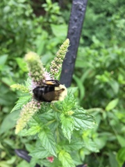 Bombus impatiens