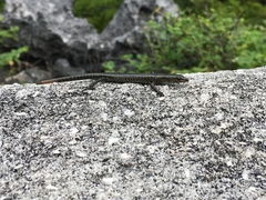 Cryptoblepharus poecilopleurus