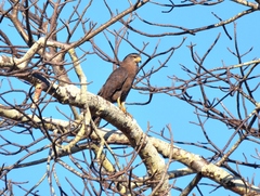 Circaetus cinerascens