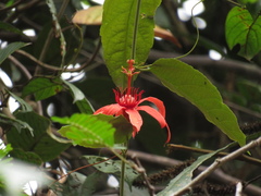 Passiflora quadriglandulosa