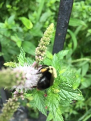 Bombus impatiens