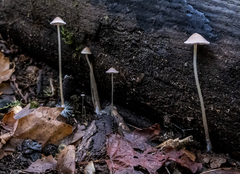 Psathyrella gracilis