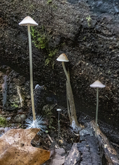 Psathyrella gracilis