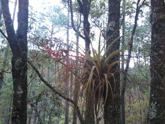 Tillandsia calothyrsus