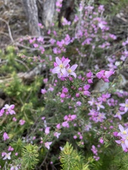 Boronia pilosa