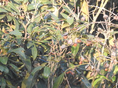 Ormosia semicastrata