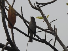 Muscicapa dauurica