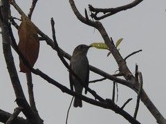 Muscicapa dauurica