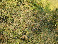 Ormosia semicastrata