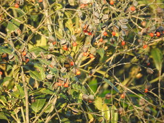 Ormosia semicastrata