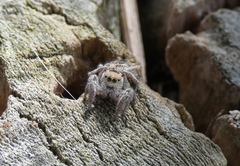 Habronattus cuspidatus