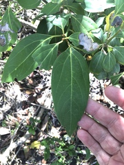 Neolitsea dealbata
