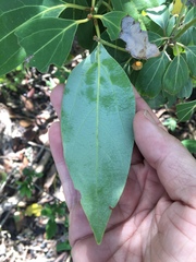 Neolitsea dealbata
