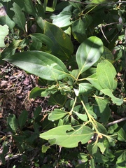 Neolitsea dealbata