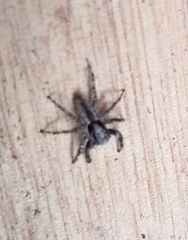 Menemerus bivittatus