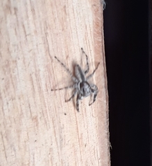 Menemerus bivittatus