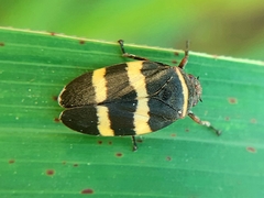 Prosapia simulans