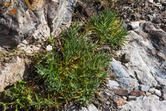 Spergularia rupestris