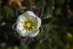 Spergularia rupestris