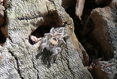 Habronattus cuspidatus