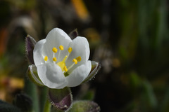 Spergularia rupestris