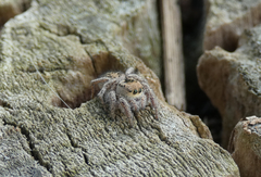 Habronattus cuspidatus