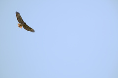 Buteo jamaicensis