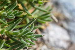 Spergularia rupestris