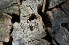 Habronattus cuspidatus