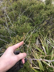 Luma apiculata