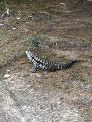 Salvator merianae
