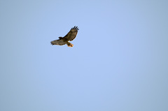Buteo jamaicensis
